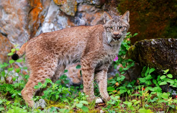 Picture look, leaves, stones, lynx