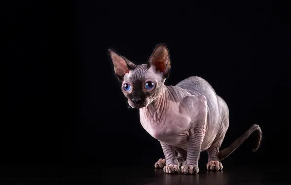Picture cat, cat, blue eyes, black background, Sphinx