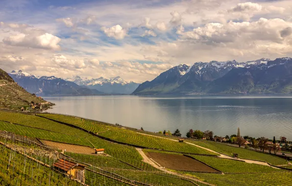 Picture field, mountains, lake, Switzerland, plantation