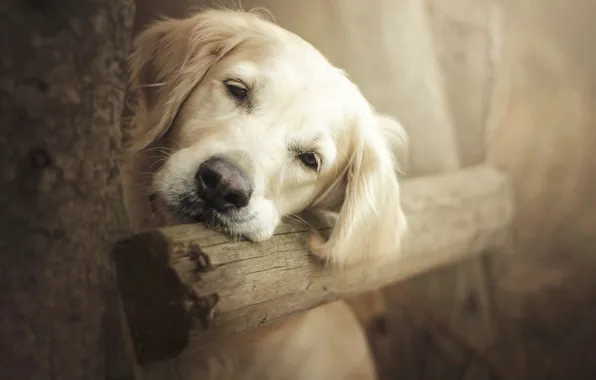 Look, nature, Dog, Golden Retriever