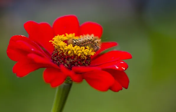 Flower, macro, caterpillar, zinnia