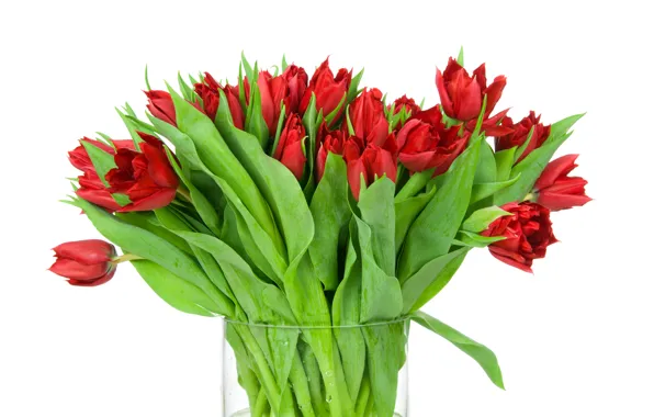 Picture leaves, bouquet, tulips, red, white background, buds
