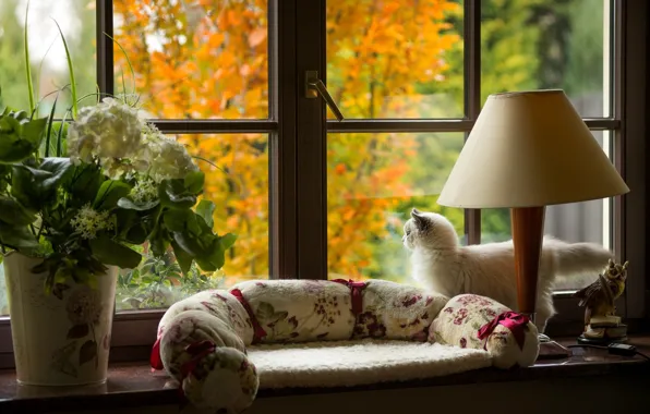 Cat, cat, flowers, comfort, house, window, boredom, cozy