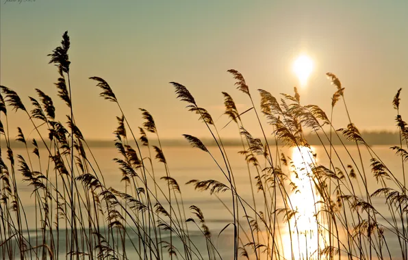 Picture grass, the sun, nature, fog, river, dawn, morning