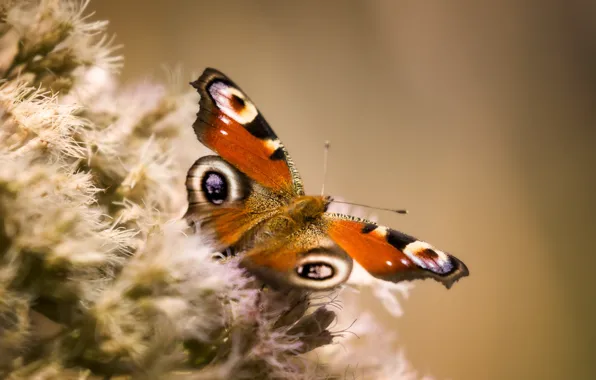 Picture butterfly, wings, vanessa