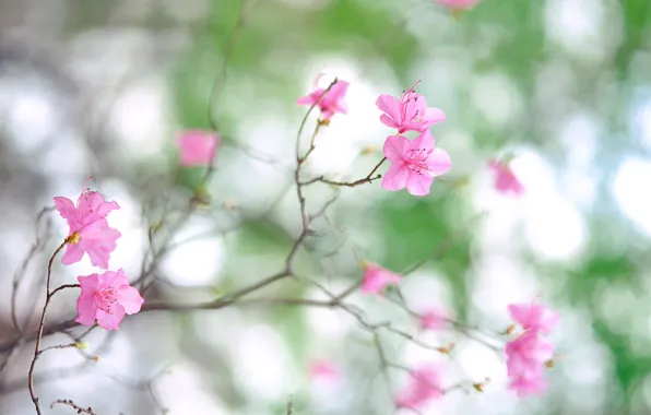Macro, flowers, nature, photo, branch, spring, petals, blur