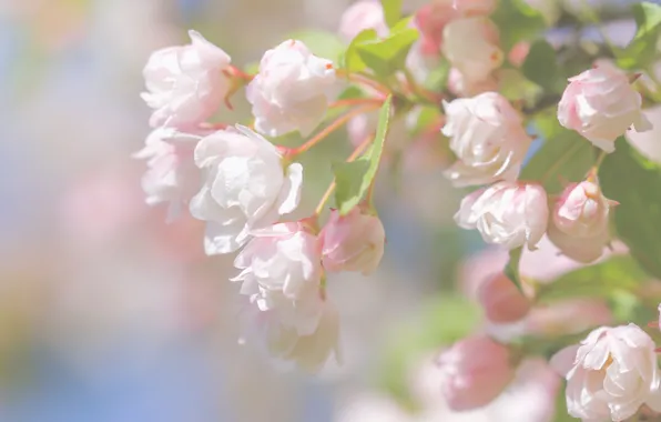 Macro, flowers, branches, spring, flowering, buds