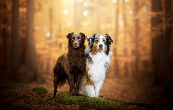 Autumn, forest, dogs, look, light, trees, nature, pose