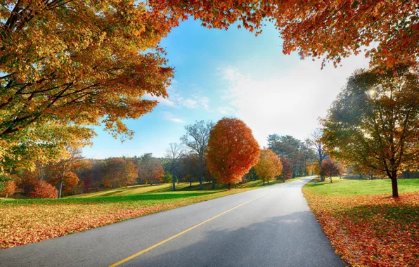 Picture falling leaves, Sunny day, autumn trees, asphalt road