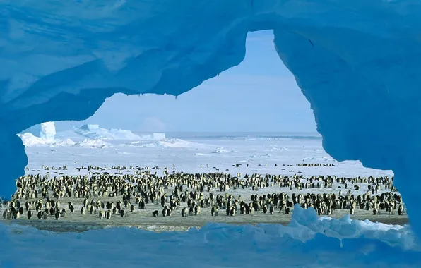 Picture HORIZON, FROST, PENGUINS, The HERD, PACK, DAL, COLD, The NUMBER