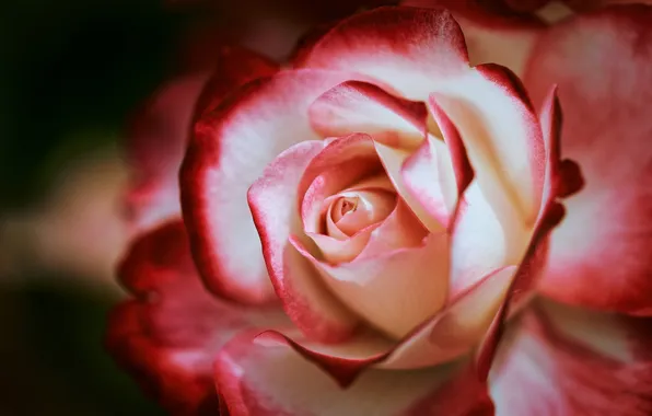 Macro, roses, petals