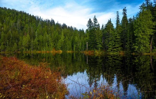 Autumn, forest, water, trees, lake, reflection, USA, the bushes