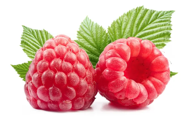 Leaves, close-up, raspberry, berry, white background, red