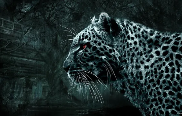 Picture leopard, Picture, red eyes, wild cat, looks, black and white picture