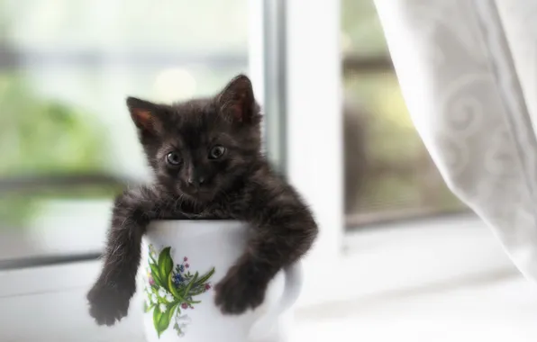 Picture cat, house, window, mug