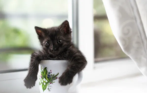 Picture cat, home, window, mug