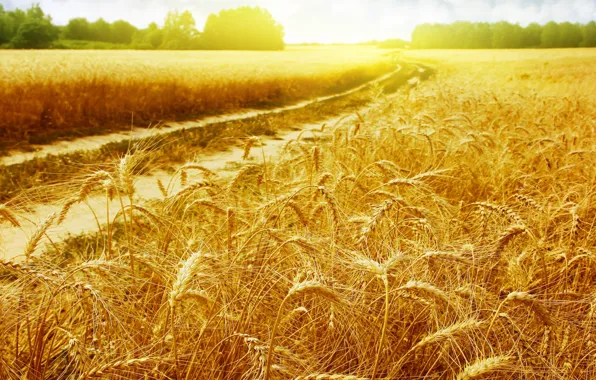 Picture field, summer, nature, ears, sunlight