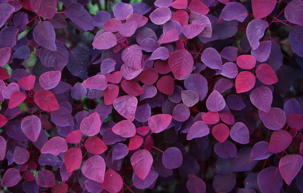 Autumn, purple, leaves