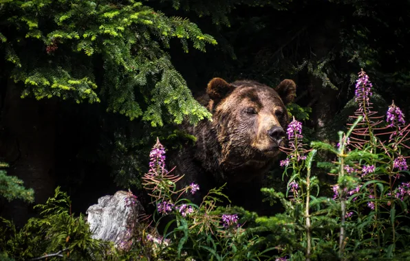 Face, flowers, branches, nature, the dark background, bear, needles, Ivan-tea