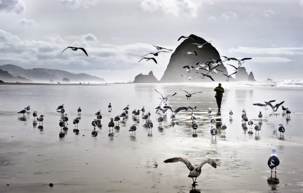 Sea, beach, birds, rocks, seagulls