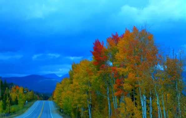 Picture road, autumn, forest, the sky, trees, clouds