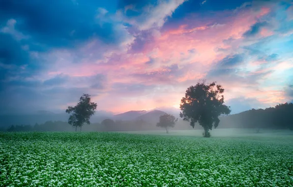 Picture field, the sky, trees, fog, morning