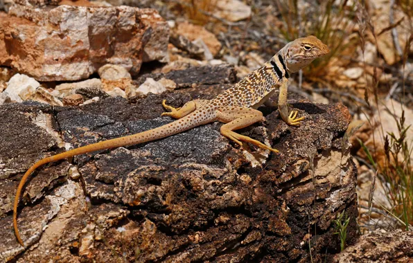 Picture AZ, USA, reptile, collared desert iguana