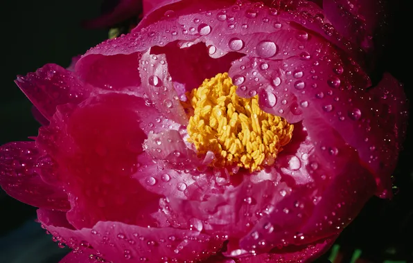 Flower, pink, beauty, petals, water drops, peony