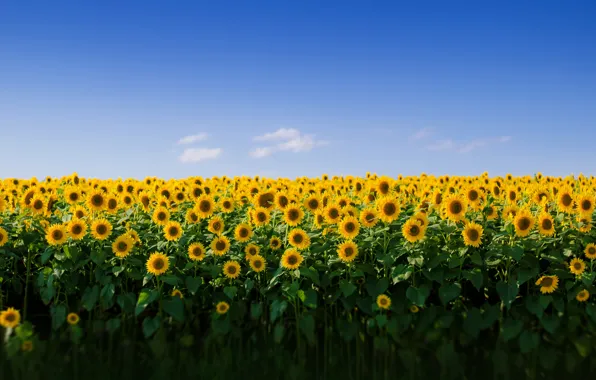Picture field, the sky, sunflower