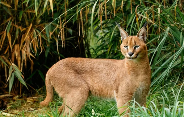 Grass, look, face, leaves, branches, nature, portrait, lynx