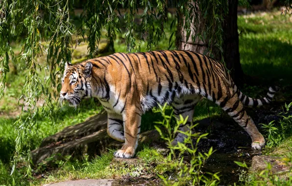 Picture nature, tiger, beast