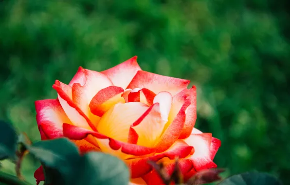 Flower, rose, petals