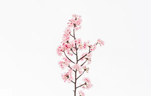 Picture flower, flowers, cherry, background, Sakura, flower, flowers, background