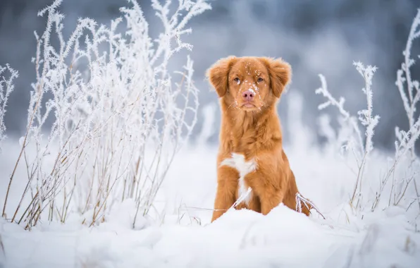 Picture dog, look, the snow, winter, frost, red, field, blue