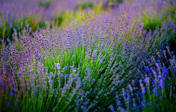 Summer, flowers, lavender, lilac, bushes, lavender field