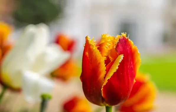 Picture flower, Tulip, spring, petals