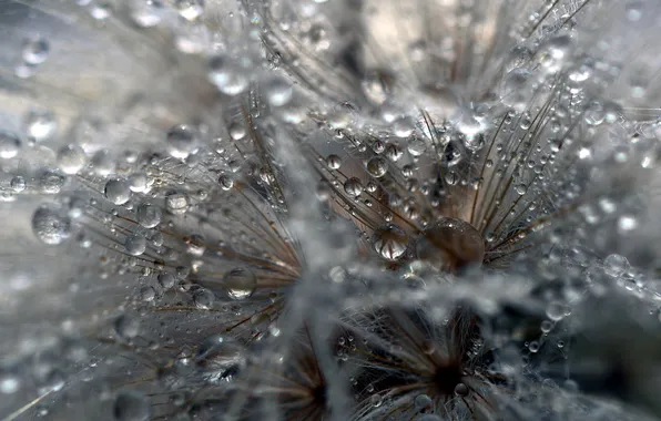 Drops, macro, flowers