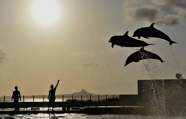 Water, squirt, people, mood, jump, silhouettes, Dolphins