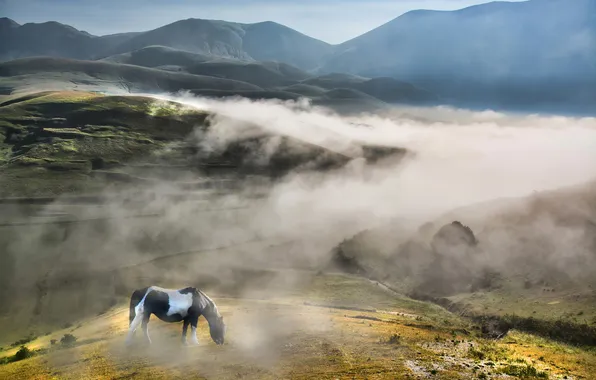 The sky, fog, tree, hills, horse, field, morning, Italy