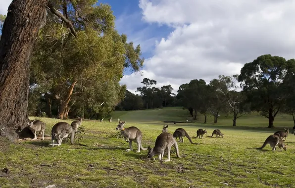 Nature, Park, kangaroo