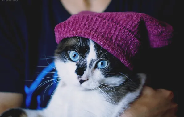 Cat, look, cap, blue-eyed