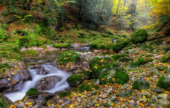 Picture autumn, forest, leaves, river, stones, moss, stream