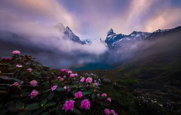 Clouds, flowers, mountains, fog, lake, shore, haze, pink