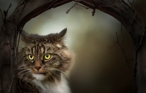 Cat, look, background