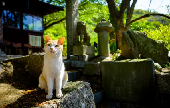 Cat, background, cat