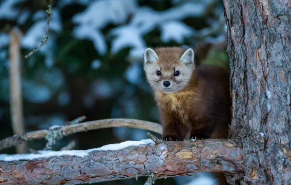 Tree, face, marten