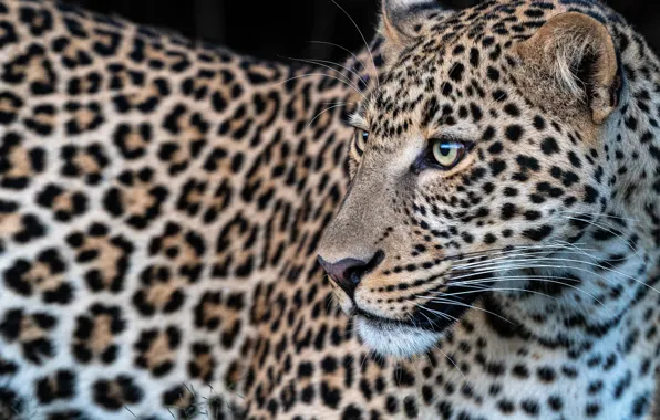 Picture face, leopard, wild cat
