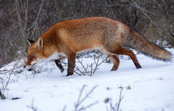 Winter, forest, snow, nature, Fox, red, Fox