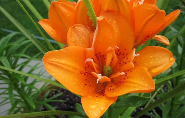 Water, drops, macro, Lily, petals