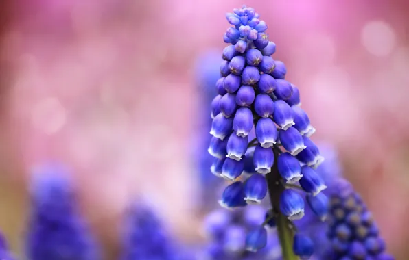 Picture field, macro, flowers, glare, background, pink, blur, blue